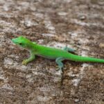 Ein Madagaskar-Taggecko klettert geschickt auf einem tropischen Baumstamm.