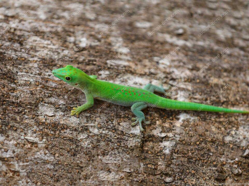 Ein Madagaskar-Taggecko klettert geschickt auf einem tropischen Baumstamm.