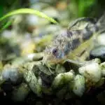 Ein Marmorierter Panzerwels sucht mit seinen Barteln im Aquarium zwischen Kieselsteinen nach Futter, grüne Wasserpflanzen im Hintergrund.