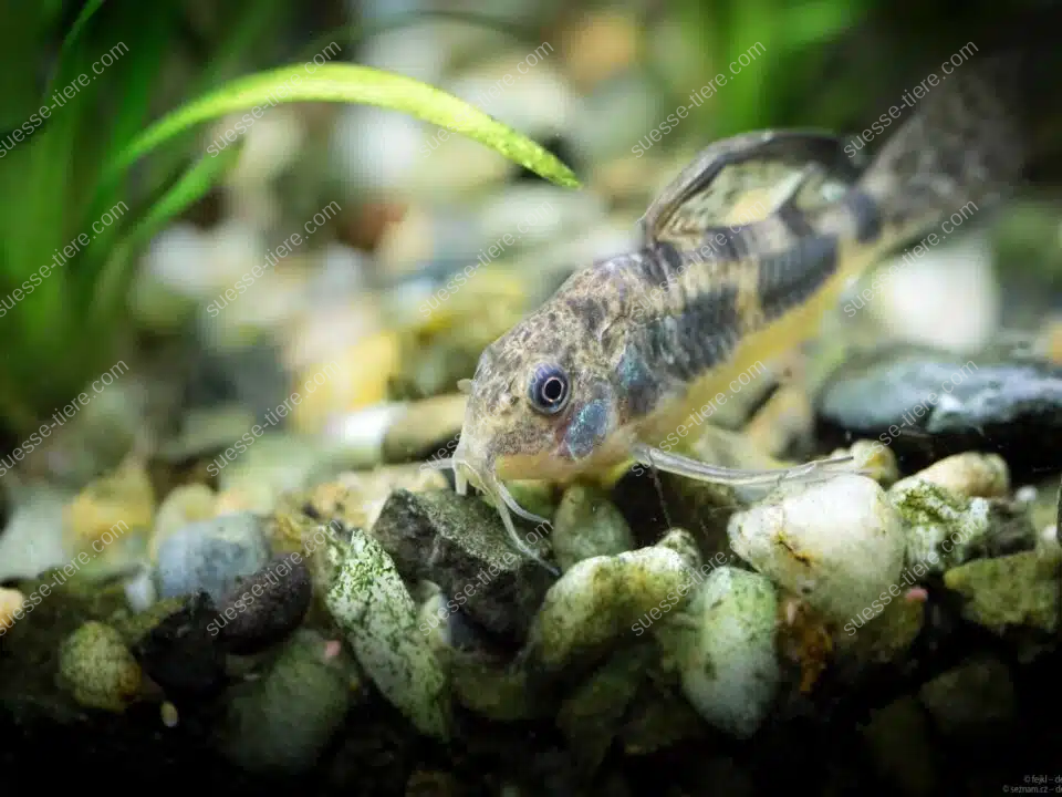Ein Marmorierter Panzerwels sucht mit seinen Barteln im Aquarium zwischen Kieselsteinen nach Futter, grüne Wasserpflanzen im Hintergrund.
