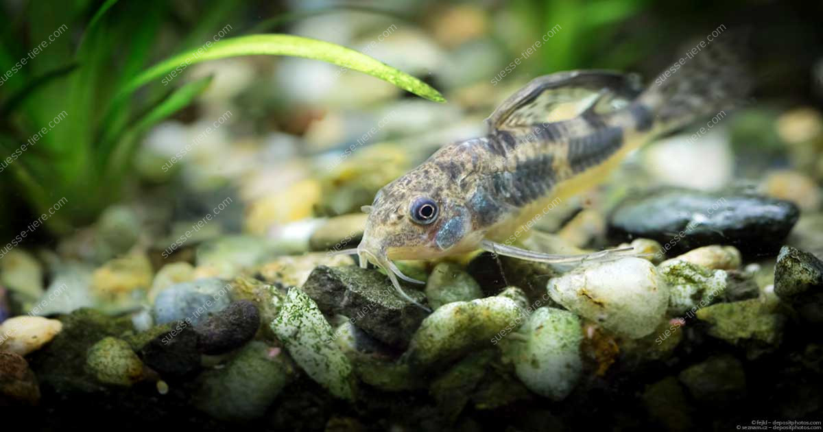 marmorierter-panzerwels-friedlicher-bodenfisch-mit-muster