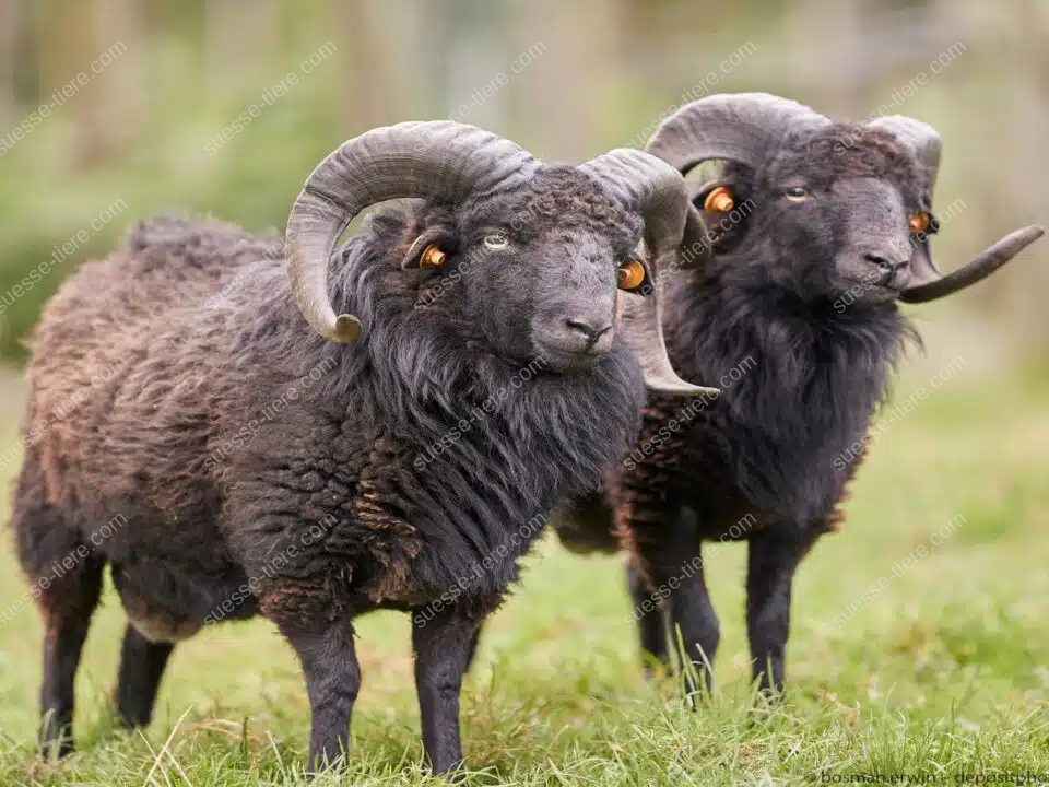 Zwei schwarze Ouessantschafe mit gebogenen Hörnern stehen auf einer Weide und schauen aufmerksam in die Umgebung.