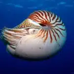 Ein einzelnes Perlboot mit Spiral-Schale und langen Tentakeln schwebt durch das tiefblaue Meer.