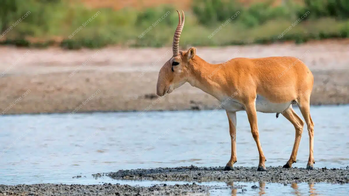 Eine Saiga-Antilope mit markanter Nase steht an einem Wasserloch in der Steppe und blickt aufmerksam in die Umgebung.
