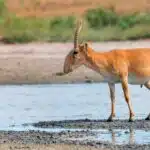 Eine Saiga-Antilope mit markanter Nase steht an einem Wasserloch in der Steppe und blickt aufmerksam in die Umgebung.