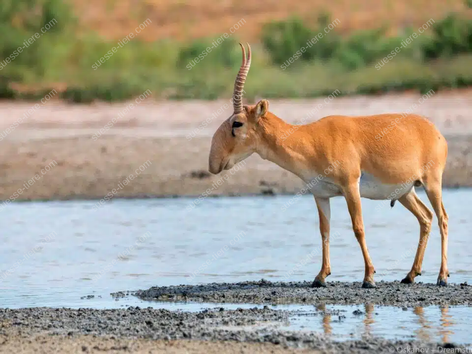 Eine Saiga-Antilope mit markanter Nase steht an einem Wasserloch in der Steppe und blickt aufmerksam in die Umgebung.