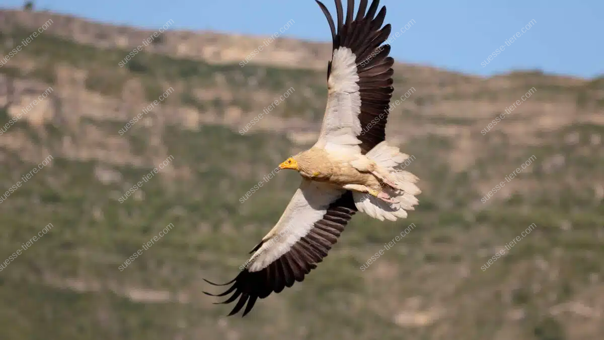 Ein Schmutzgeier mit weißen Federn und schwarzen Flügelspitzen gleitet mit ausgebreiteten Flügeln über eine felsige Landschaft.