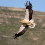 Ein Schmutzgeier mit weißen Federn und schwarzen Flügelspitzen gleitet mit ausgebreiteten Flügeln über eine felsige Landschaft.