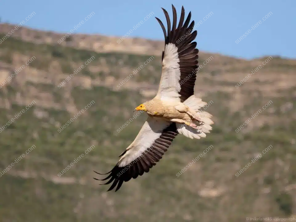 Ein Schmutzgeier mit weißen Federn und schwarzen Flügelspitzen gleitet mit ausgebreiteten Flügeln über eine felsige Landschaft.