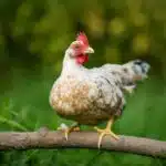 Ein Serama-Huhn sitzt auf einer Stange und zeigt stolz sein gepflegtes Gefieder.