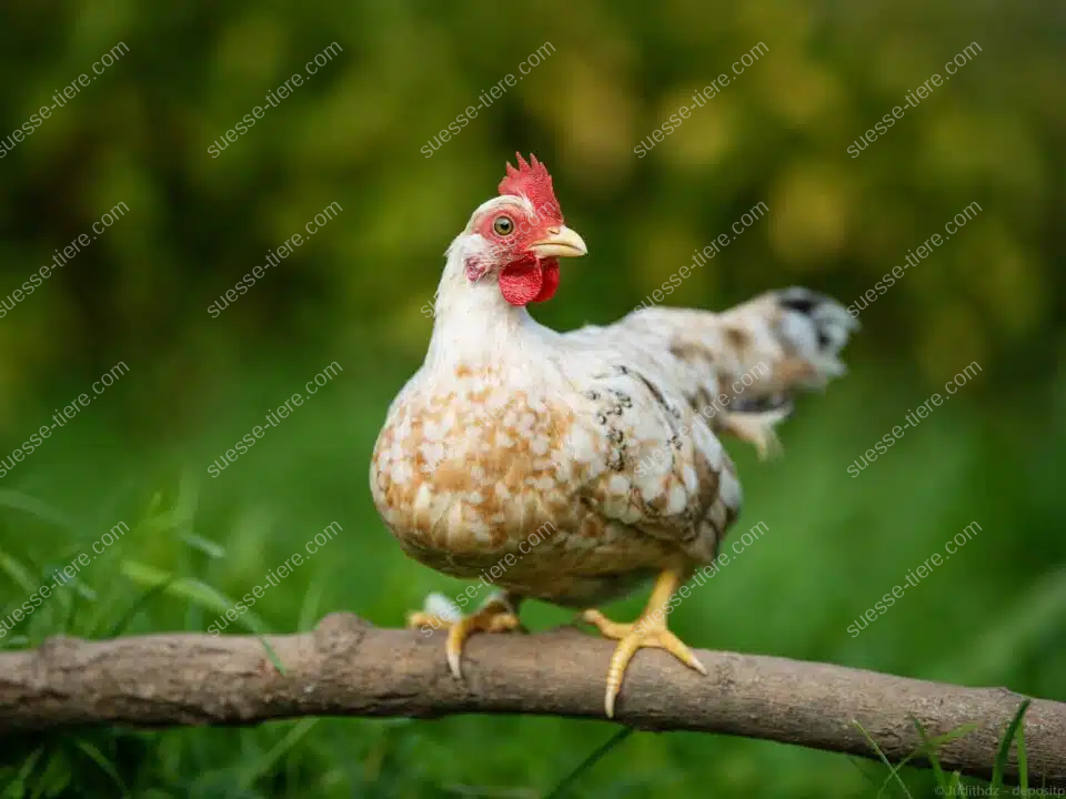 Ein Serama-Huhn sitzt auf einer Stange und zeigt stolz sein gepflegtes Gefieder.