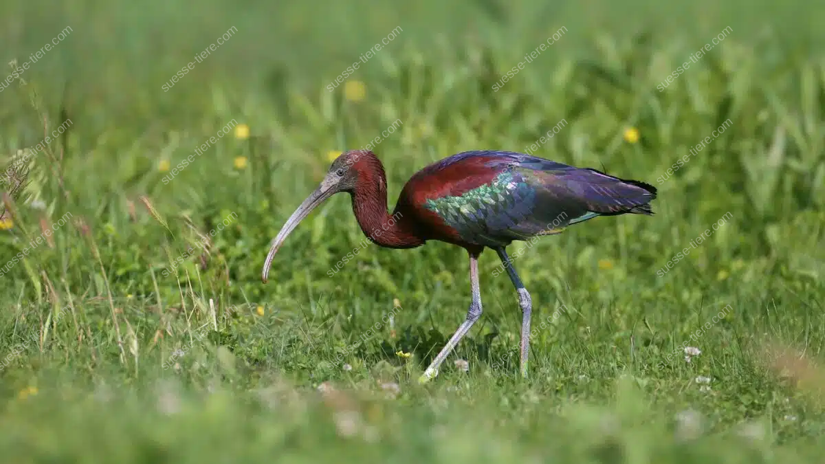 Ein Sichler watet durch ein flaches Sumpfgebiet auf der Suche nach Nahrung, sein schimmerndes Gefieder reflektiert das Licht.