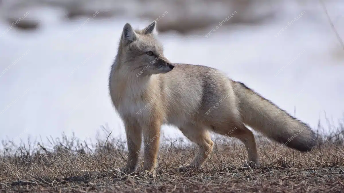Ein Steppenfuchs mit auffälligem buschigem Schwanz steht in einer weitläufigen Steppe und blickt aufmerksam nach vorne.
