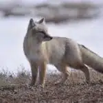 Ein Steppenfuchs mit auffälligem buschigem Schwanz steht in einer weitläufigen Steppe und blickt aufmerksam nach vorne.