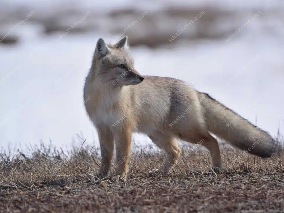 Ein Steppenfuchs mit auffälligem buschigem Schwanz steht in einer weitläufigen Steppe und blickt aufmerksam nach vorne.
