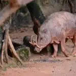 Ein Sulawesi-Hirscheber läuft durch dichten Regenwald und zeigt seine markanten Hauer.