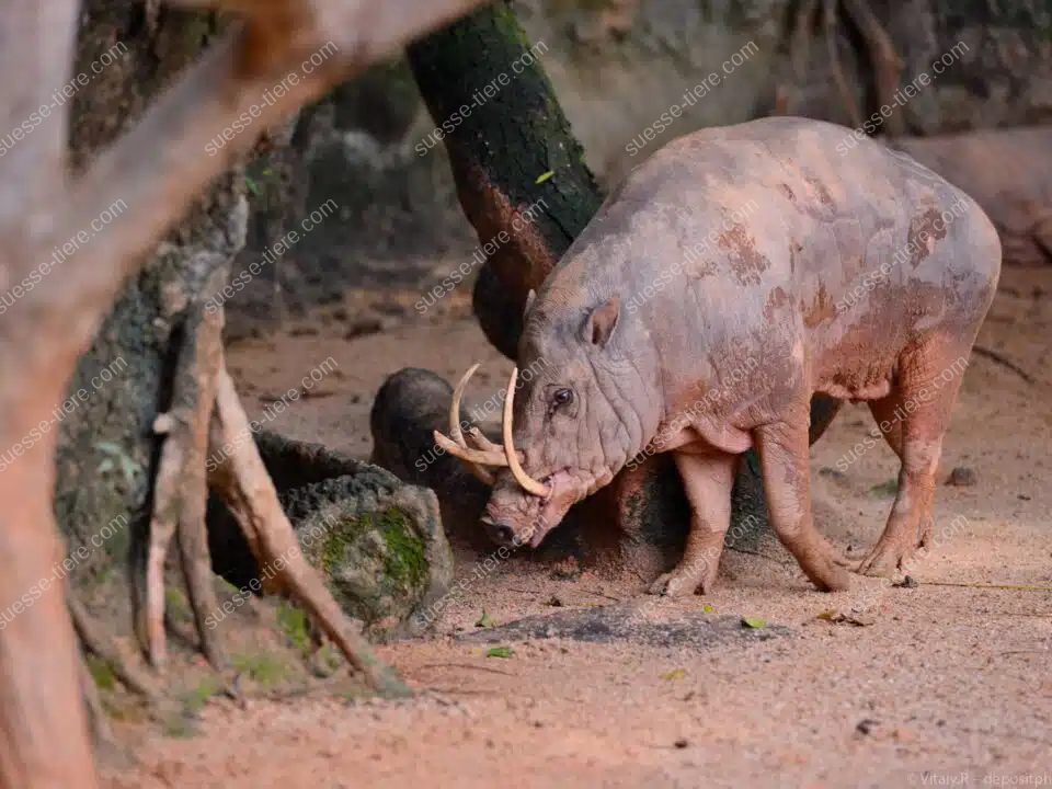 Ein Sulawesi-Hirscheber läuft durch dichten Regenwald und zeigt seine markanten Hauer.
