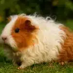 Texel-Meerschweinchen mit langem, lockigem Fell sitzt auf der Wiese.