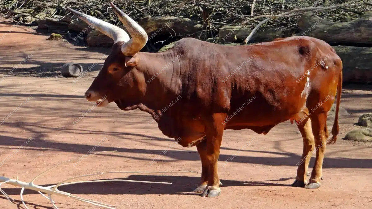 Ein Watussirind mit eindrucksvollen, großen Hörnern steht auf einer afrikanischen Weide.
