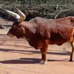 Ein Watussirind mit eindrucksvollen, großen Hörnern steht auf einer afrikanischen Weide.