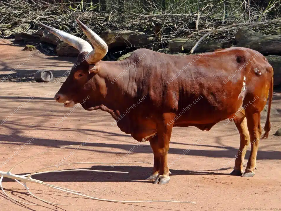 Ein Watussirind mit eindrucksvollen, großen Hörnern steht auf einer afrikanischen Weide.