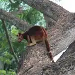 Ein Baumkänguru sitzt auf einem dicken Ast im tropischen Regenwald und blickt aufmerksam nach unten.