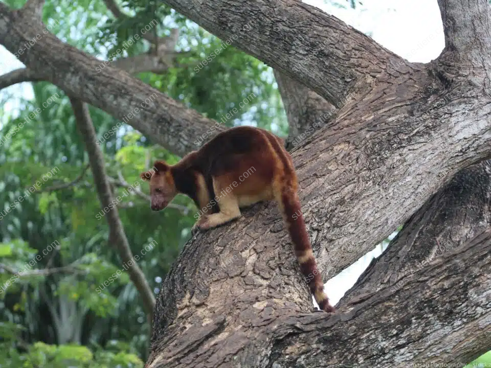Ein Baumkänguru sitzt auf einem dicken Ast im tropischen Regenwald und blickt aufmerksam nach unten.