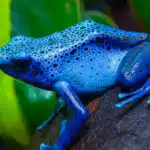 Ein farbenfroher Baumsteigerfrosch im tropischen Regenwald.