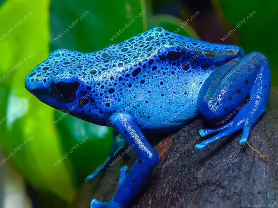Ein farbenfroher Baumsteigerfrosch im tropischen Regenwald.