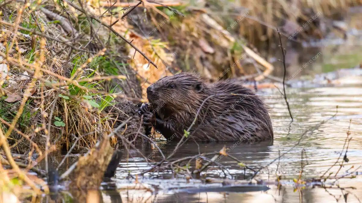 Eine Bisamratte gleitet im Wasser zwischen Schilf und Pflanzen am Ufer.