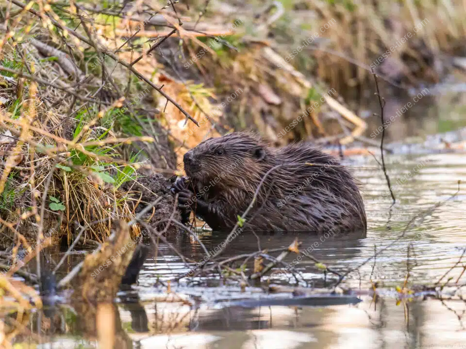 Eine Bisamratte gleitet im Wasser zwischen Schilf und Pflanzen am Ufer.