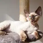 Eine Devon Rex liegt entspannt auf einem mit Plüsch bezogenen Kratzbaum und blickt aufmerksam in die Kamera.