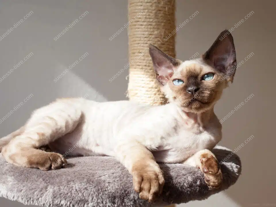 Eine Devon Rex liegt entspannt auf einem mit Plüsch bezogenen Kratzbaum und blickt aufmerksam in die Kamera.