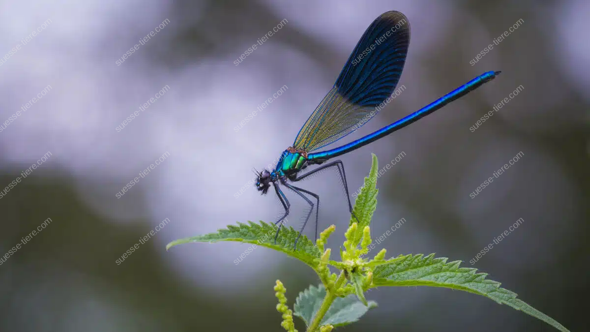 Eine Gebänderte Prachtlibelle mit blauen Flügeln sitzt auf einem Blatt nahe einem Bachufer.