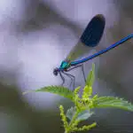 Eine Gebänderte Prachtlibelle mit blauen Flügeln sitzt auf einem Blatt nahe einem Bachufer.