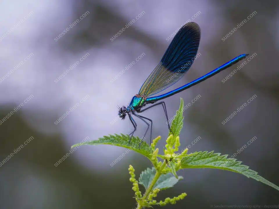 Eine Gebänderte Prachtlibelle mit blauen Flügeln sitzt auf einem Blatt nahe einem Bachufer.