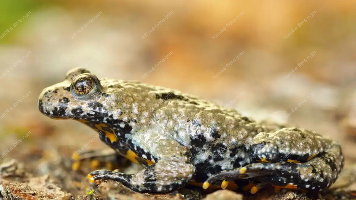 Eine Gelbbauchunke sitzt mit angezogenen Beinen auf einem feuchten Waldboden, ihr gelb-schwarz gefleckter Bauch ist teilweise sichtbar.