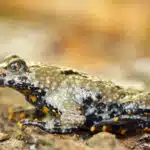 Eine Gelbbauchunke sitzt mit angezogenen Beinen auf einem feuchten Waldboden, ihr gelb-schwarz gefleckter Bauch ist teilweise sichtbar.