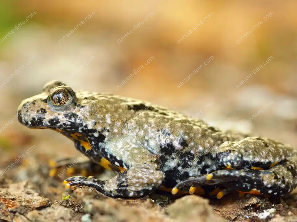 Eine Gelbbauchunke sitzt mit angezogenen Beinen auf einem feuchten Waldboden, ihr gelb-schwarz gefleckter Bauch ist teilweise sichtbar.