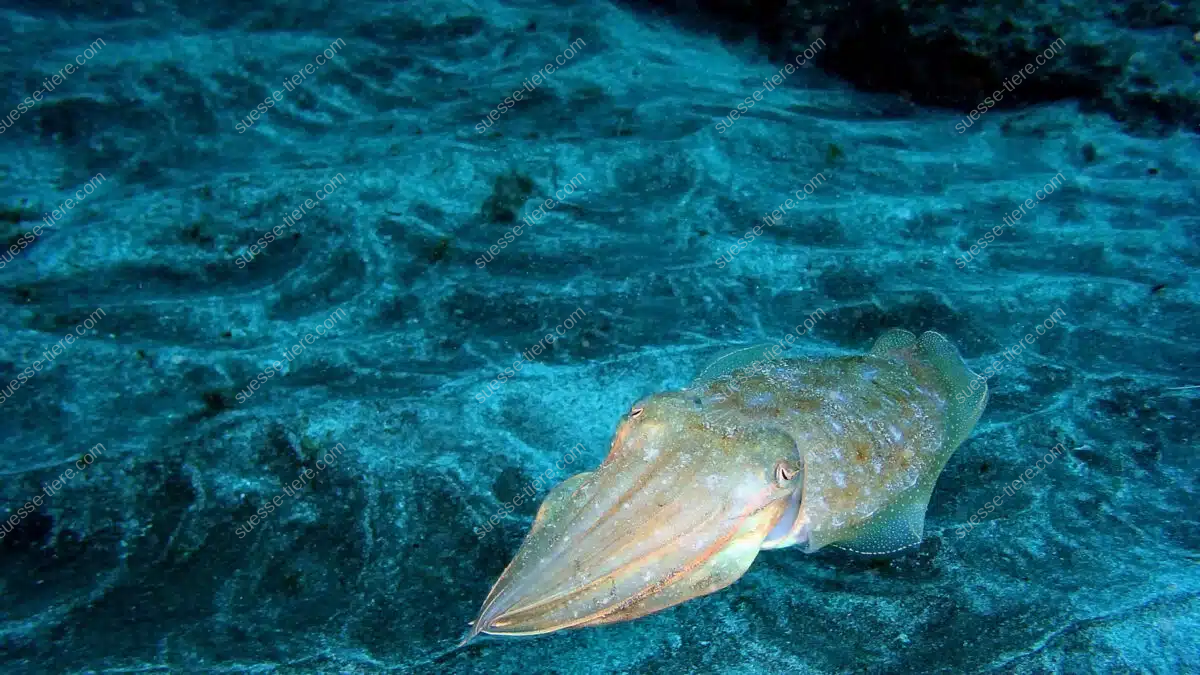 Ein Gewöhnlicher Tintenfisch tarnt sich auf dem sandigen Meeresboden.