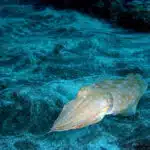 Ein Gewöhnlicher Tintenfisch tarnt sich auf dem sandigen Meeresboden.