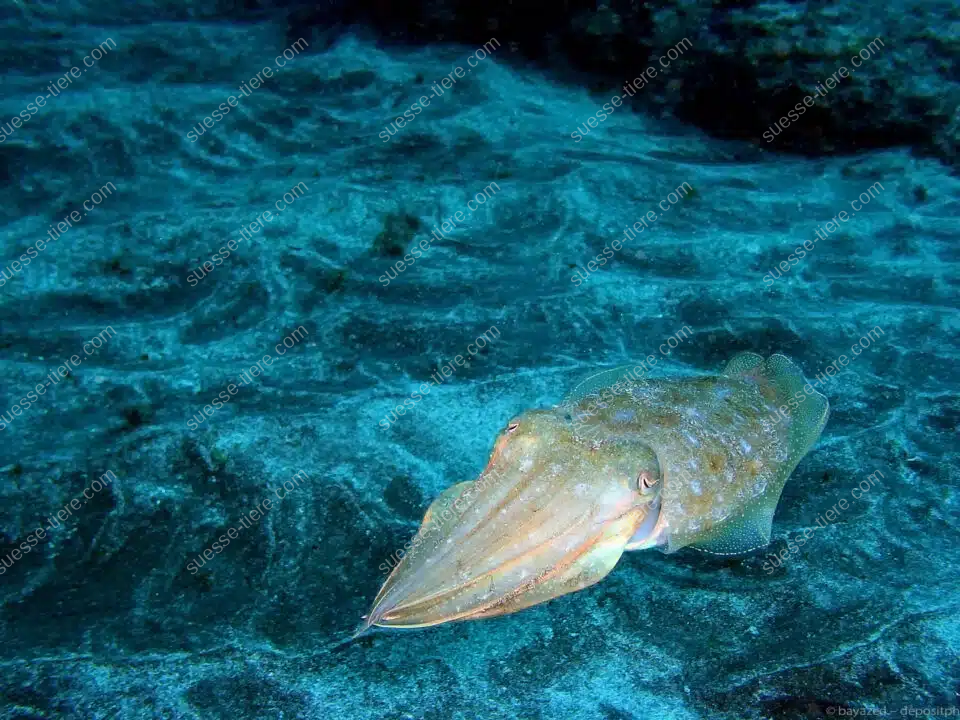 Ein Gewöhnlicher Tintenfisch tarnt sich auf dem sandigen Meeresboden.