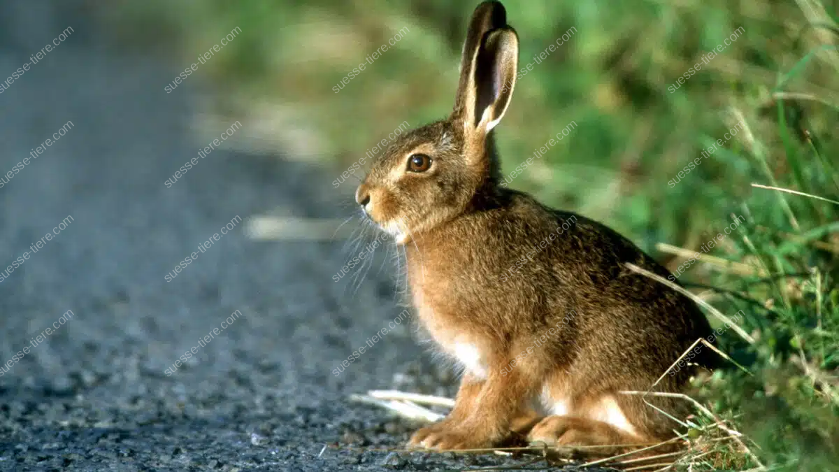 Ein Hase sitzt am Straßenrand neben einer Wiese und blickt aufmerksam umher.
