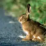 Ein Hase sitzt am Straßenrand neben einer Wiese und blickt aufmerksam umher.