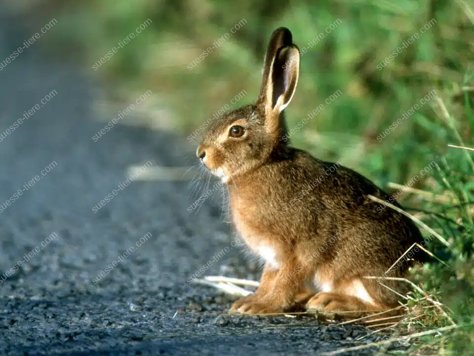 Ein Hase sitzt am Straßenrand neben einer Wiese und blickt aufmerksam umher.