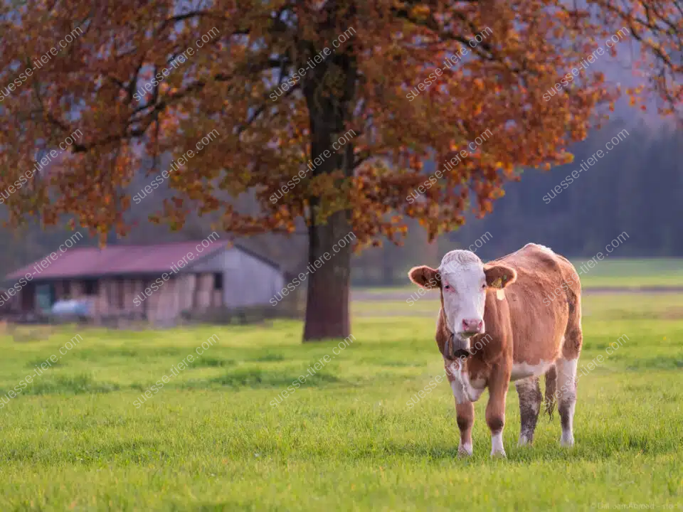 Ein Hausrind steht auf einer grünen Weide unter blauem Himmel und schaut ruhig in die Kamera.