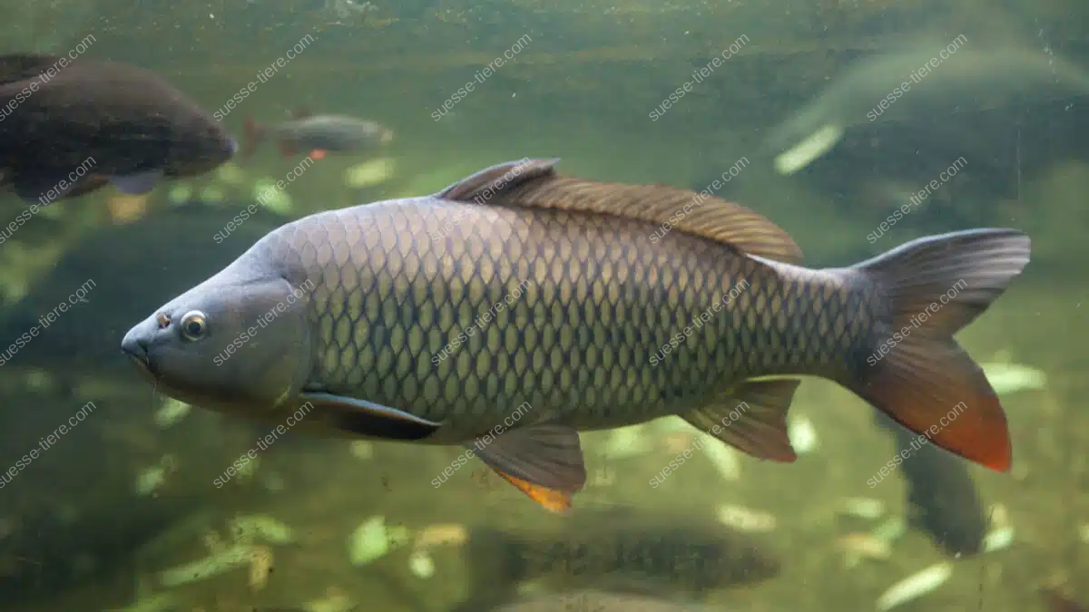 Ein Karpfen schwimmt seitlich im Süßwasser und zeigt sein markantes Schuppenmuster.