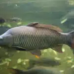 Ein Karpfen schwimmt seitlich im Süßwasser und zeigt sein markantes Schuppenmuster.