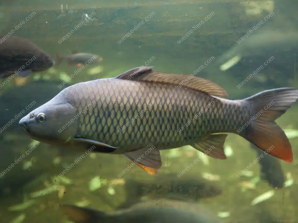Ein Karpfen schwimmt seitlich im Süßwasser und zeigt sein markantes Schuppenmuster.