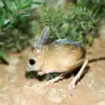Eine Kleine Wüstenspringmaus mit sandfarbenem Fell sitzt auf einer Düne in der Wüste.